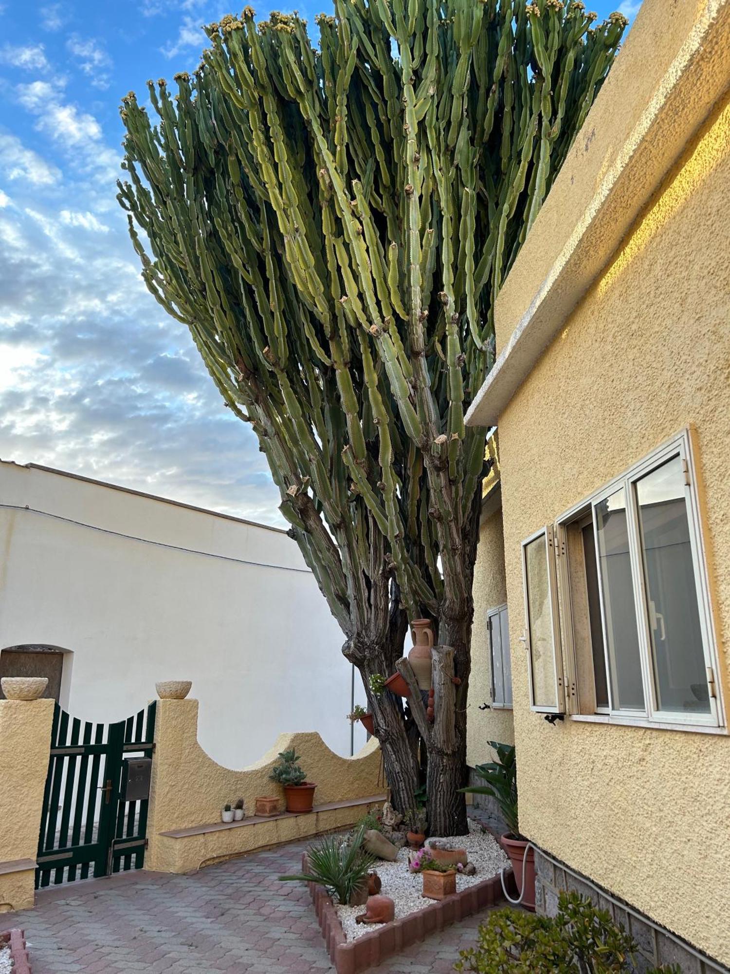 Casa Euphorbia Ferienhaus *